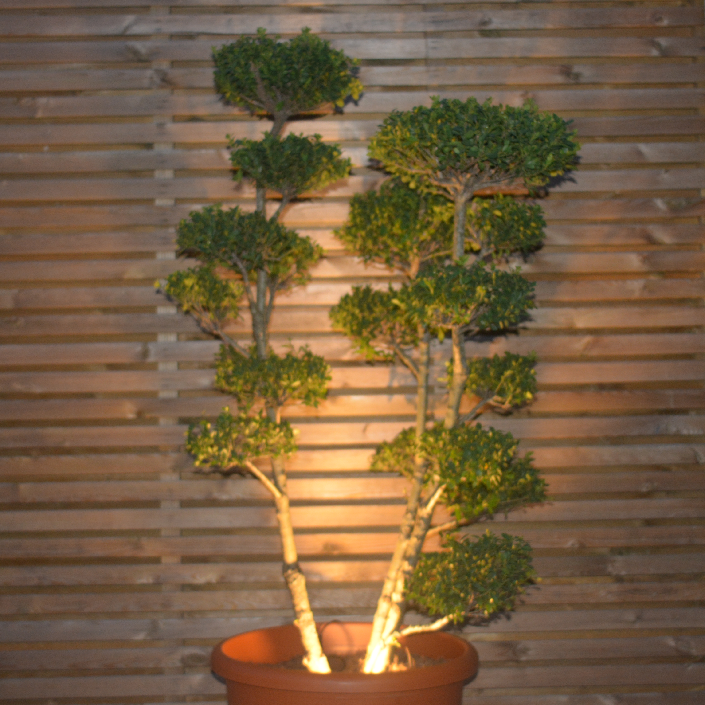 Trimless 0.5 w  LED flush mount light - The Outside Lighting Specialists